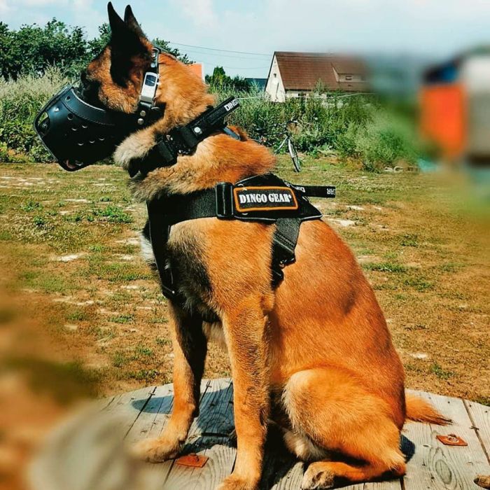 Dingo Gear Muselière d'impact en cuir renforcé