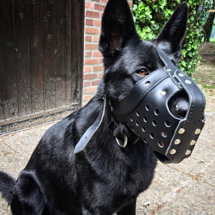 Dingo Gear Muselière d'impact en cuir renforcé