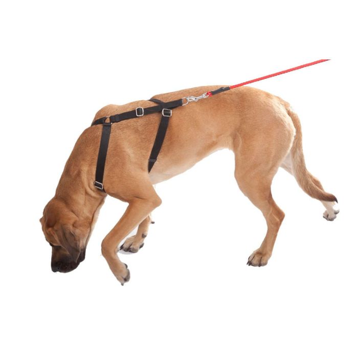 Dingo Gear Harnais WEDA pour le pistage