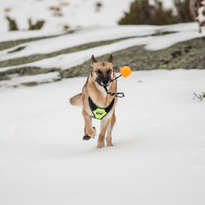 Julius-K9 Balle IDC Lumino orange