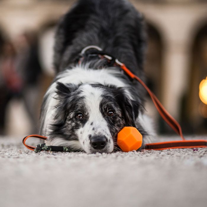 Julius-K9 Balle IDC Lumino orange