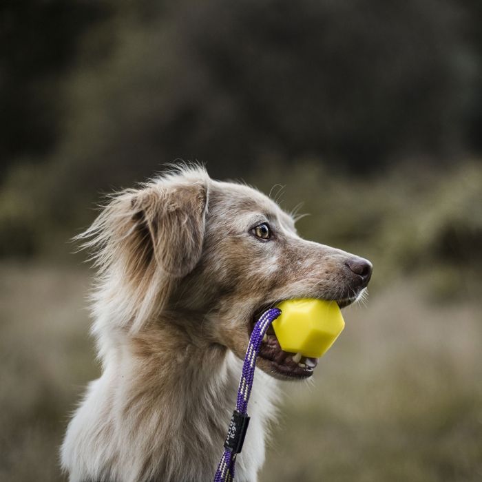 Julius-K9 Balle IDC Lumino jaune