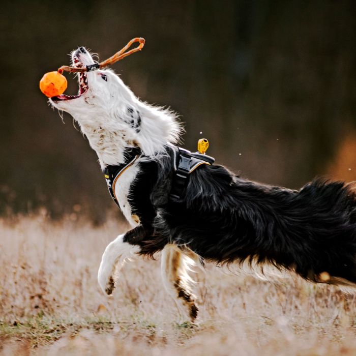 Julius-K9 Balle IDC Lumino orange