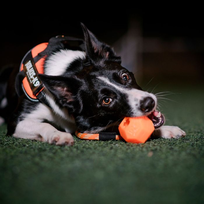 Julius-K9 Balle IDC Lumino orange